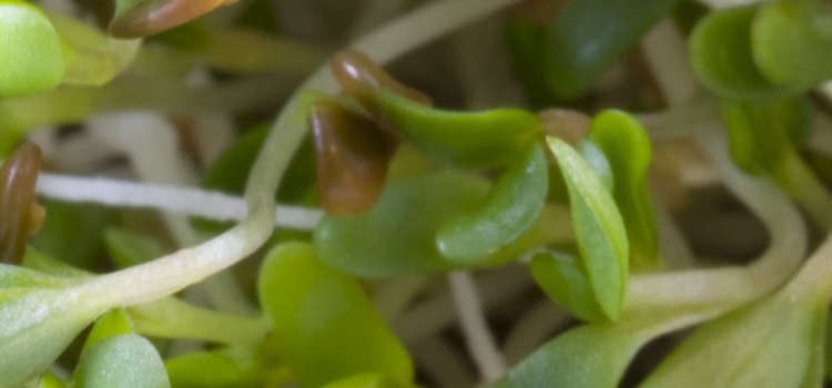 Alfalfa sprouts